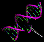 آشنایی با قیچی مولکولی «کریسپر» برای ویرایش ژن‌ها