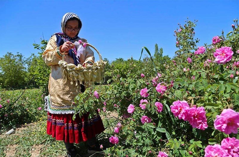 برداشت گل محمدی