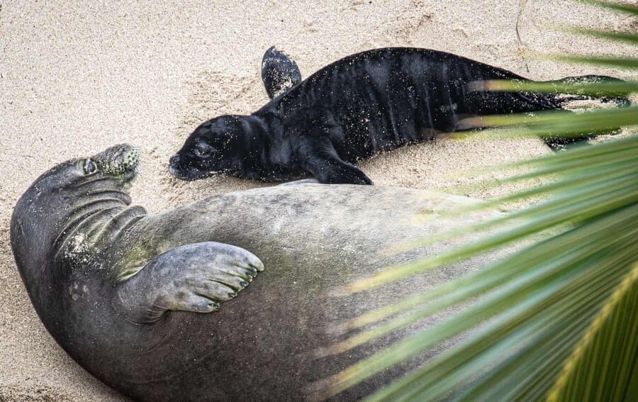 seal