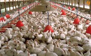 مرغ گران می شود؟ | جزئیات اصلاح قیمت مرغ از هفته آینده