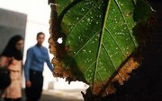 تهران بحران سفیدبالک ندارد