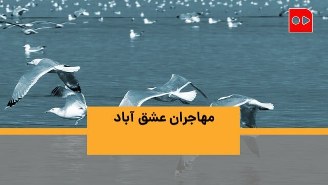 روز جهانی پرنده‌های مهاجر به روایت تالابی در اطراف تهران