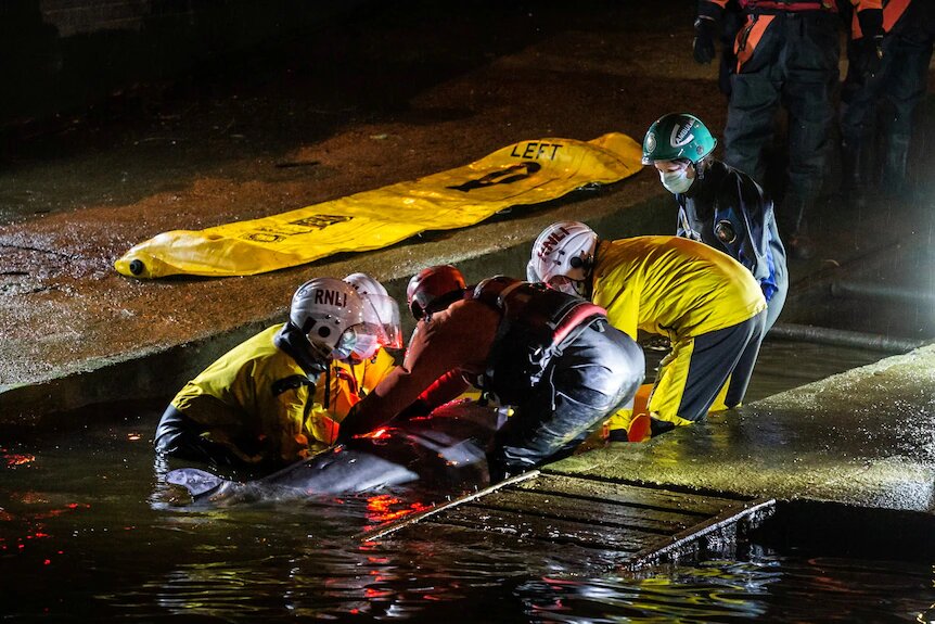 تصاویر| نجات بچه‌نهنگ گیرکرده در رودخانه تیمز لندن 