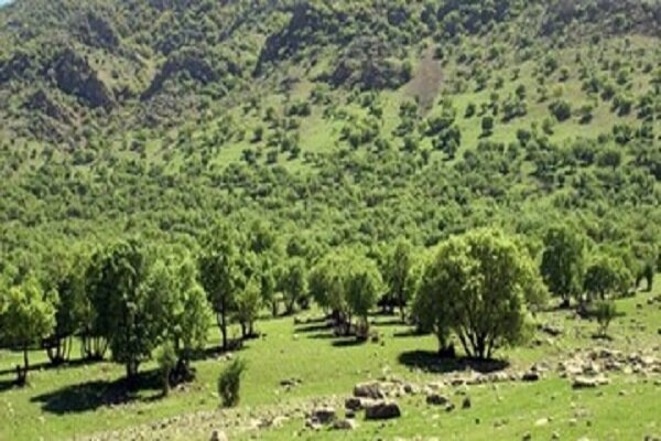 جنگل‌های زاگرسی در استان همدان