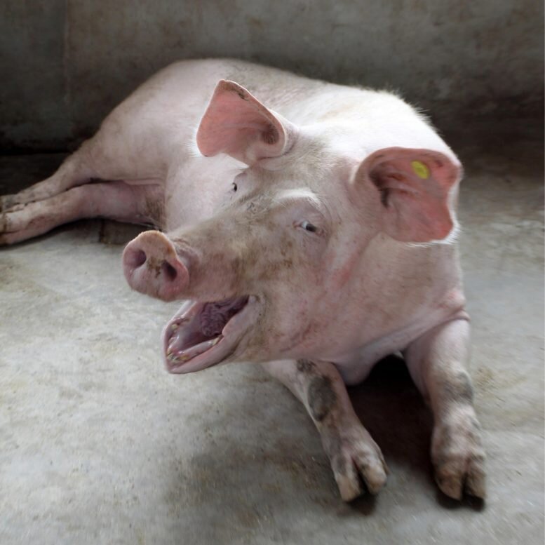 خوک‌ها می‌توانند در شرایط اضطراری از راه مقعد تنفس کنند!