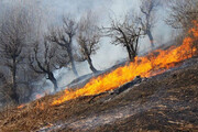 ویدئو | آمار تکان‌دهنده یک جنگل‌بان: بیش از ۵٠ درصد آتش‌سوزی جنگل‌های ایران عمدی است | عمدا مناطق صعب‌العبور را آتش می‌زنند