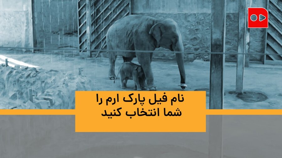نام فیل پارک ارم را شما انتخاب کنید | تولد فیل در ایران پس از ۵۰۰ سال