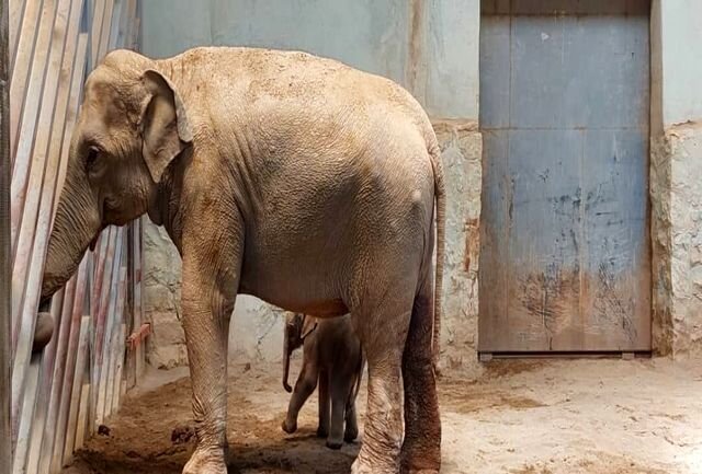 فیل متولدشده در باغ وحش ارم