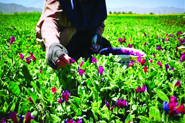 گیاه دارویی