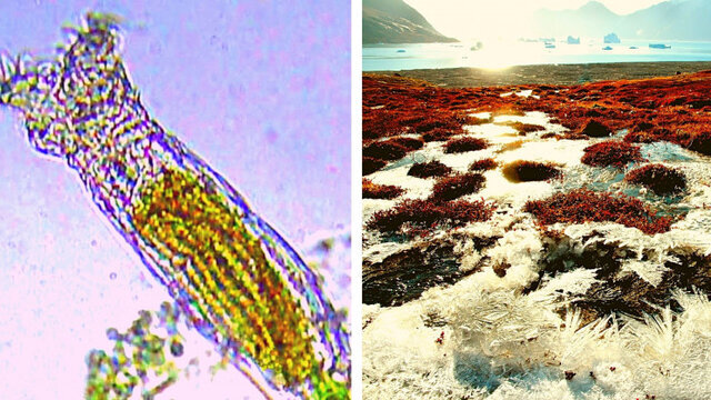 خزه‌هاي قطب جنوب