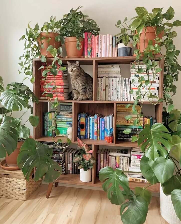 ۱۰ ایده خلاقانه برای چیدمان گیاهان آپارتمانی در خانه‌های کوچک