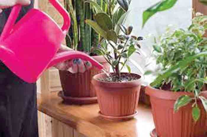 روش نگهداری گل و گیاه در تابستان