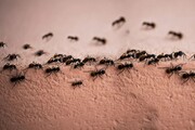 مورچه این بیماری کُشنده را بو می‌کشد و تشخیص می‌دهد