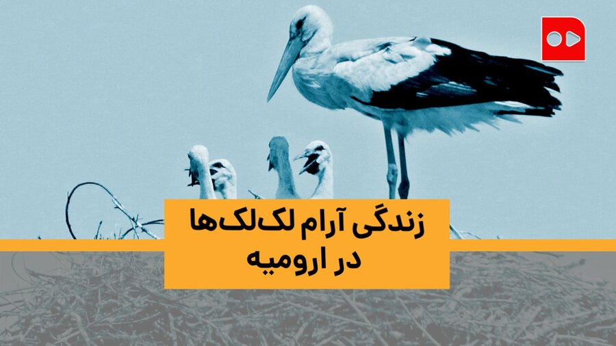 ارومیه، زیر پای لک‌لک‌ها