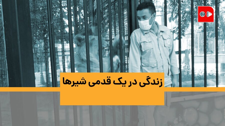 ویدئو | زندگی در یک قدمی شیرها