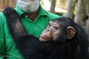 بازسازی جایگاه شامپانزه‌های باغ وحش ارم | منتظر مستندات مرگ «باران» هستیم