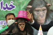 آخرین اخبار درباره بچه شامپانزه باغ وحش ارم | باران به کنیا رسید
