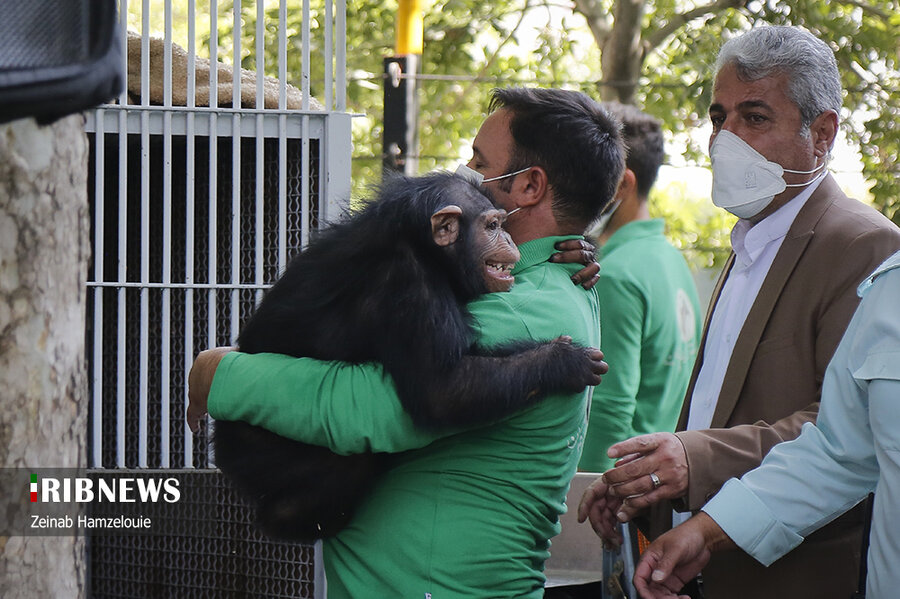 خداحافظی با باران | بچه شامپانزه باغ‌وحش ارم به کنیا منتقل می‌شود