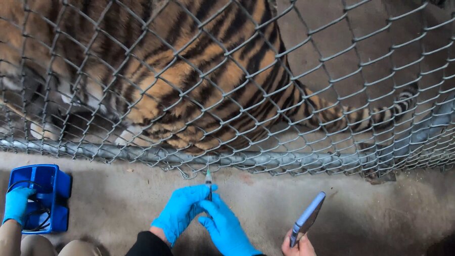 عکس | آغاز واکسیناسیون حیوانات باغ‌وحش در برابر کرونا