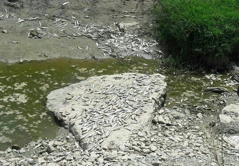 مرگ ماهیان رودخانه