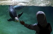 عکس روز| پنگوئن «جنتو»