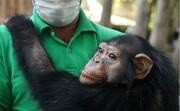 آخرین وضعیت شامپانزه ایرانی در کنیا | باغ‌وحش کنیا دنبال مادرخوانده برای باران