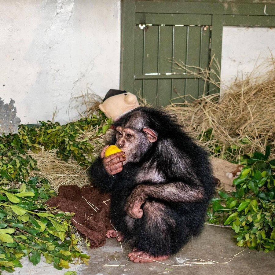 آخرین وضعیت شامپانزه ۴ساله ایرانی در کنیا | باغ‌وحش کنیا دنبال یک مادرخوانده برای باران
