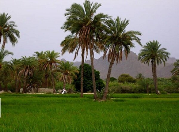 شالیکاری در سیستان و بلوچستان