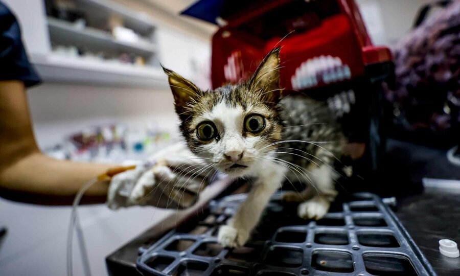 عکس روز| درمان گربه مجروح cat