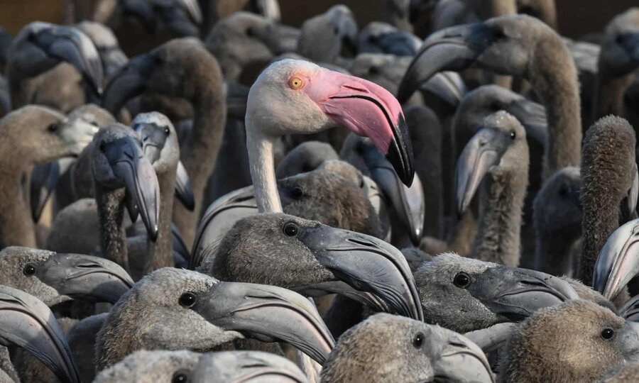 عکس روز| جوجه فلامینگوها FLAMINGO