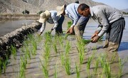 تداوم کشت برنج در10 استان غیرشمالی