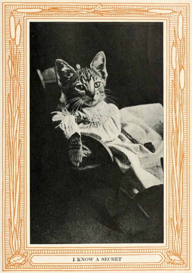 تصاویر | کتاب عتیقه‌ صدساله از گربه‌ها در لباس آدمیزاد