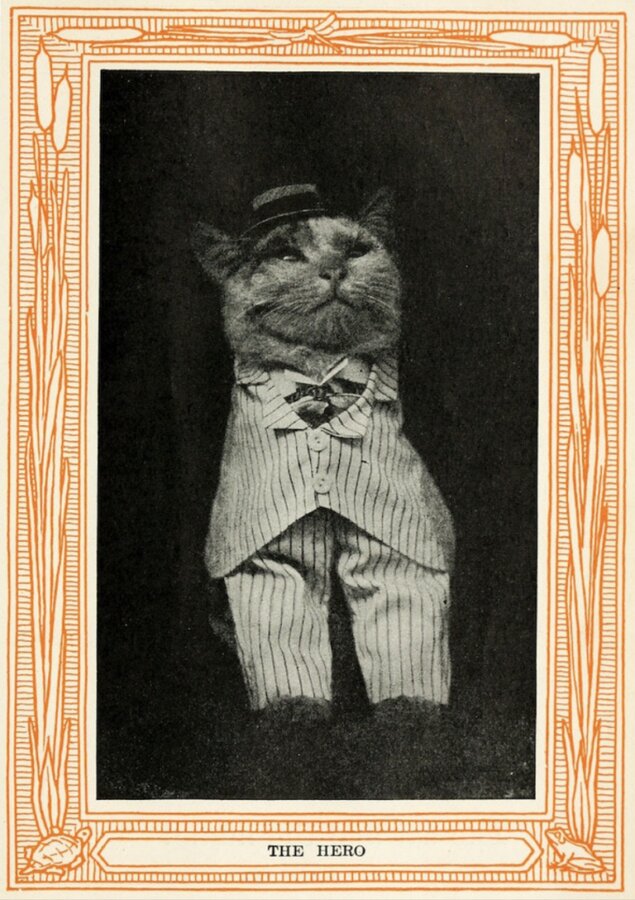 تصاویر | کتاب عتیقه‌ صدساله از گربه‌ها در لباس آدمیزاد