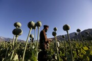 رشد ۳۷درصدی کشت خشخاش در افغانستان