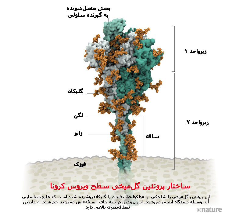 مولکول‌ قندی روی ویروس کرونا به ورود آن به سلول‌ها کمک می‌کند