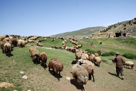 کلید ارزانی گوشت | سالانه چقدر نهاده دامی وارد کشور می شود؟