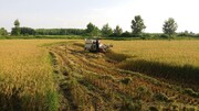 رونق برداشت مکانیزه برنج در گیلان