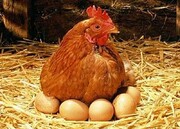 مرغ گران‌تر است یا تخم‌مرغ؟ | هزینه‌های تولید سرسام‌آور است