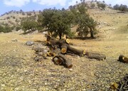 روند تخریب جنگل ها در ایران نگران کننده است | سد «گلوورد» صد هکتار جنگل را تخریب کرد