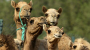 هزینه‌های میلیاردی برای تولد شترهایی با لب های افتاده و گردن های بلند در دبی