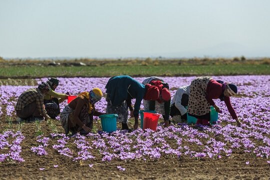 برداشت زعفران