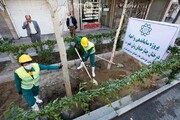 کاشت ۶۰۰ درختچه در خیابان ولی‌عصر(عج)