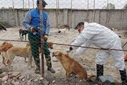 واکسیناسیون ۸هزار سگ صاحب‌دار در سیستان و بلوچستان  