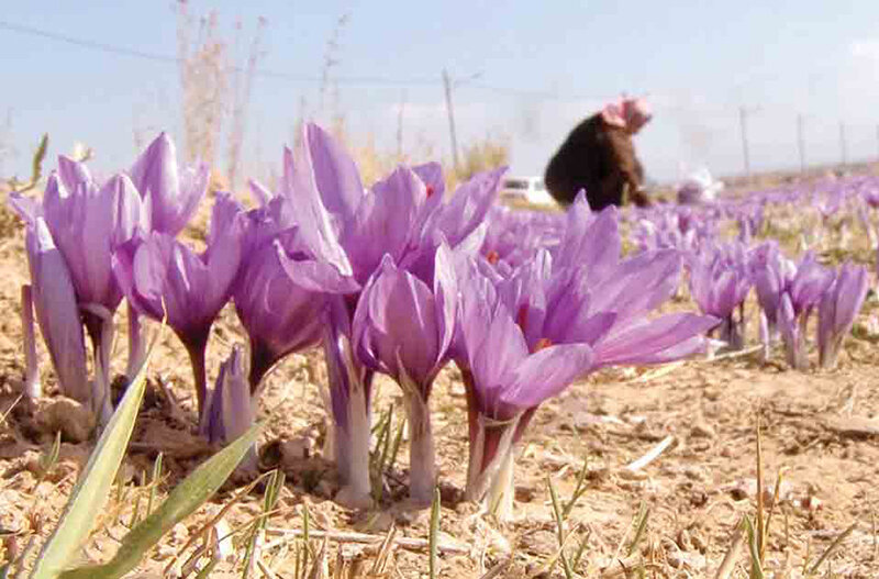 کشت زعفران