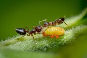 عکس روز| همزیستی مورچه و شته