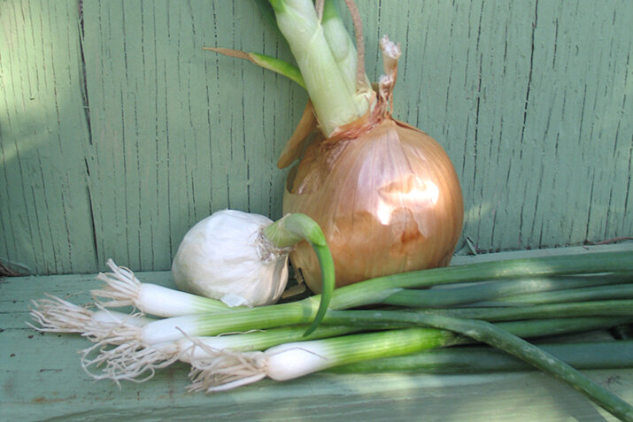 an onion - پیاز - سیر