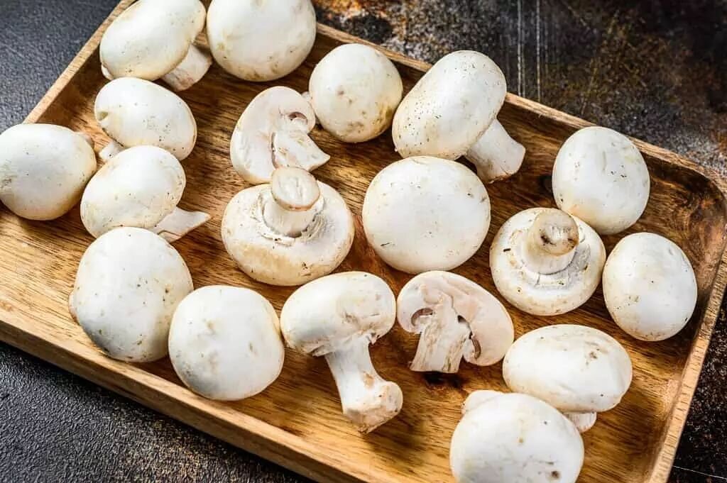 mushroom - قارچ