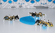 ربات‌هایی که مثل مورچه‌ها کار گروهی می‌کنند