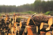 توسعه زراعت چوب در البرز