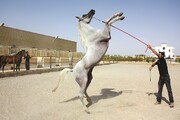 اسب ترکمن بازنده میدان اقتصاد